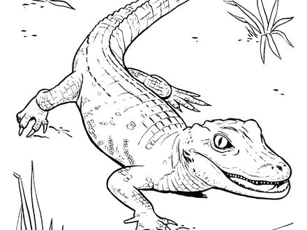 440x330 American Alligator Coloring Page Realistic For Kids