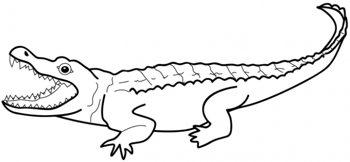 700x325 Drawn Alligator