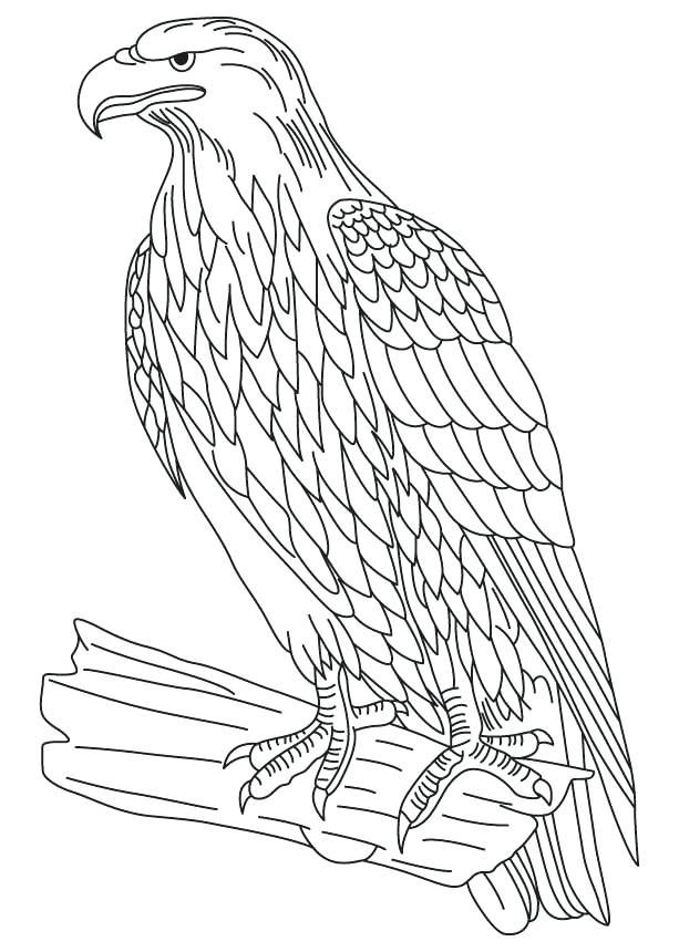 613x860 Bald Eagle Pictures To Color Wedge Tailed Eagle Colouring Pages