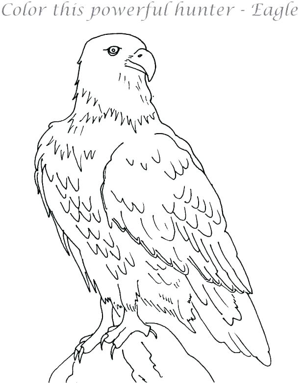 618x780 Eagle Coloring Page Flying Bald Eagle Coloring Pages Eagle Feather