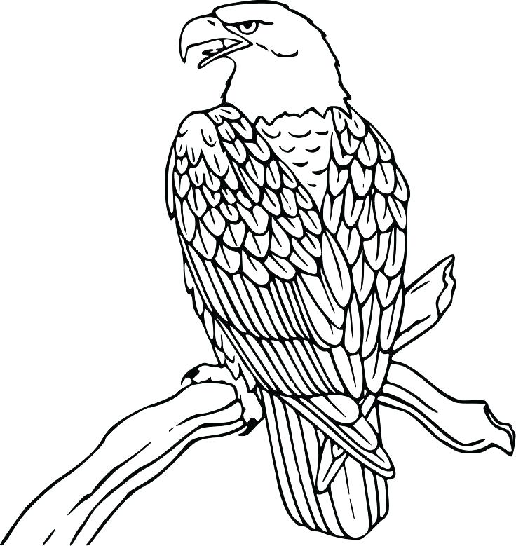736x779 Bald Eagle Coloring Pages Awesome Bald Eagle Coloring Page Bald