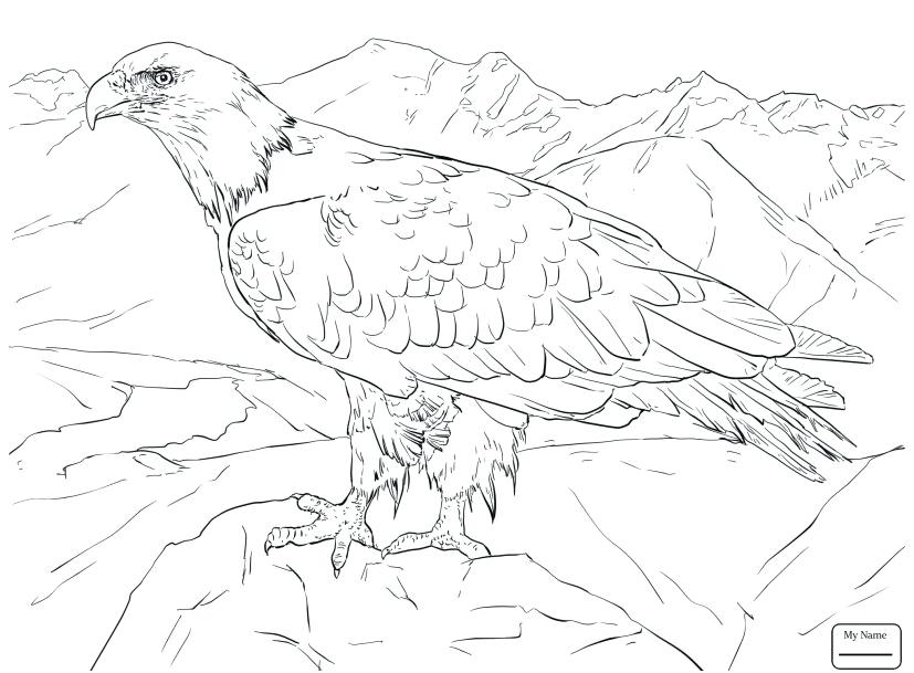 827x609 Bald Eagle Coloring Pages Bald Eagle Coloring Page Footage Birds