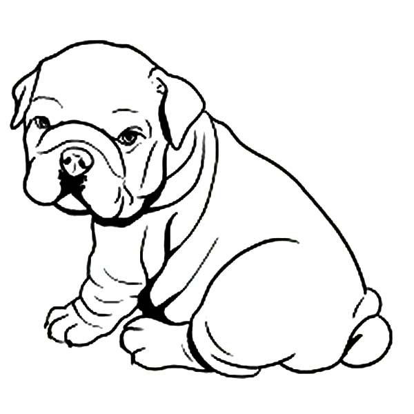 American Bulldog Coloring Pages