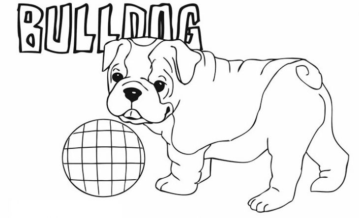 730x444 Cute Little American Bulldog Puppy Coloring Page For Kindergarten