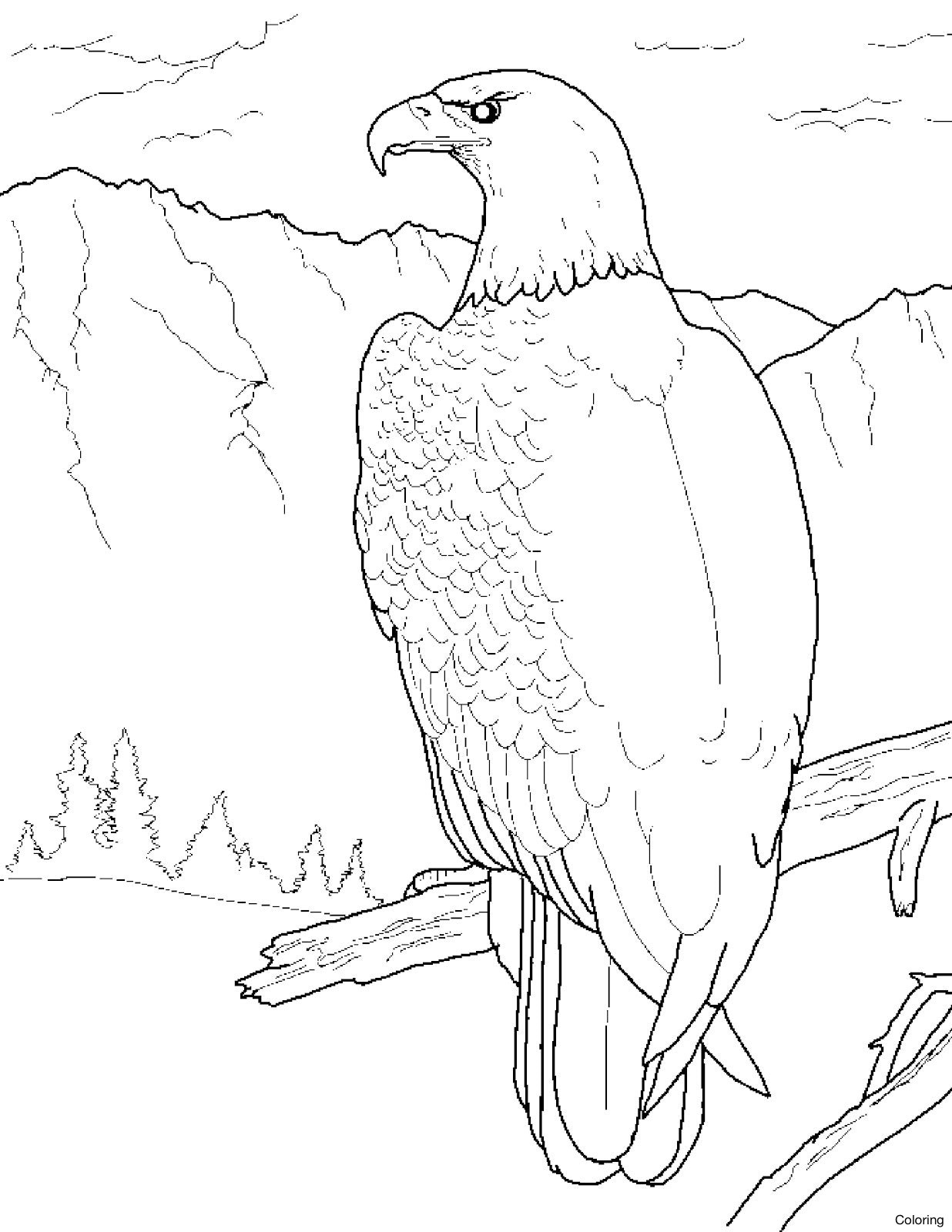 Bald Eagle Coloring Pages Mosm 1236x1600 Bald Eagle Coloring Pages Mosm
