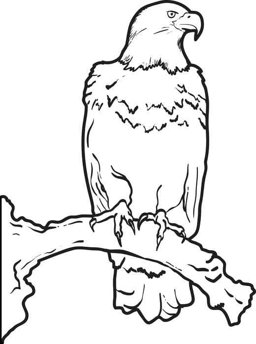 Eagle Color Page Bald Eagle Coloring Pages Eagle Color Page Eagle 520x700 Eagle Color Page Bald Eagle Coloring Pages Eagle Color Page Eagle