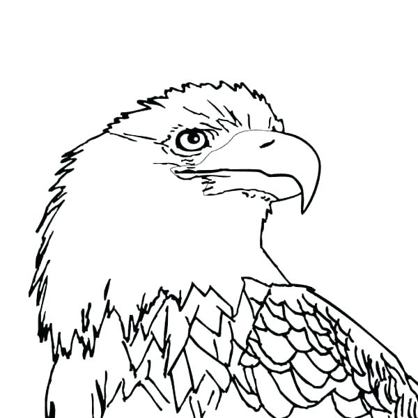 Eagle Pictures Coloring Pages Bald Eagle Pictures To Color Eagle 600x600 Eagle Pictures Coloring Pages Bald Eagle Pictures To Color Eagle
