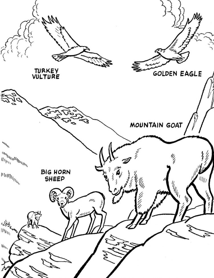 750x971 Coloring North America Coloring Page Also Birds Of North America