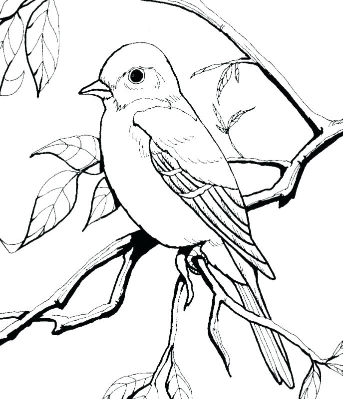 687x800 Robin Coloring Page This Is Robin Coloring Page Pictures Robin