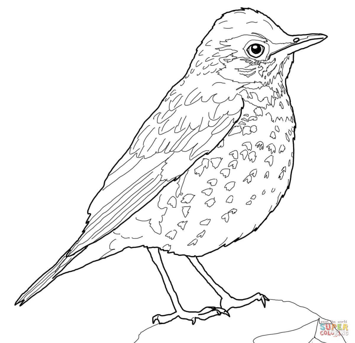 1200x1160 American Robin Bird Pictures Coloring Pages For Adult Realistic