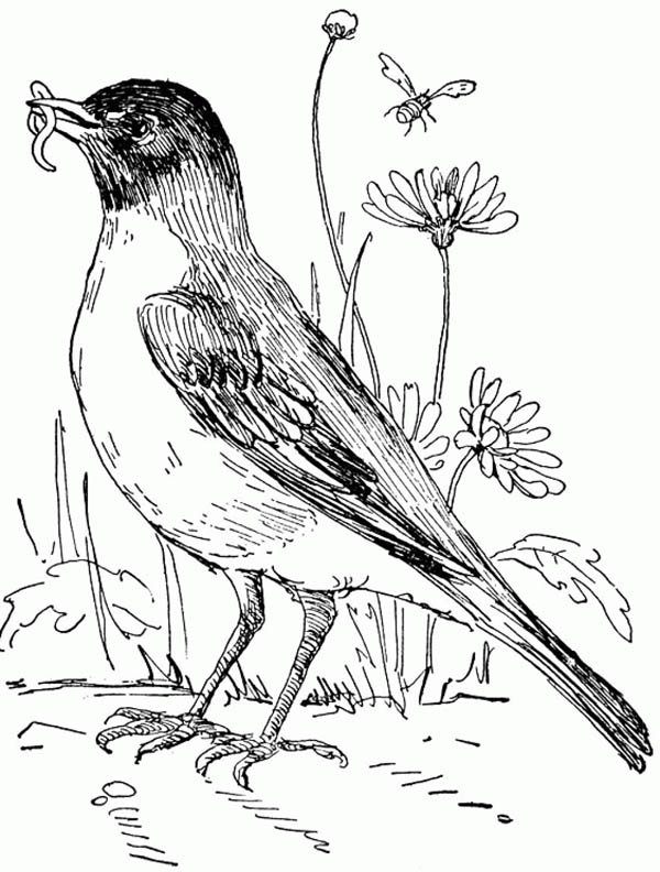 600x792 Robin In Flower Garden Coloring Page