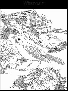 236x314 Wisconsin State Bird Homeschool