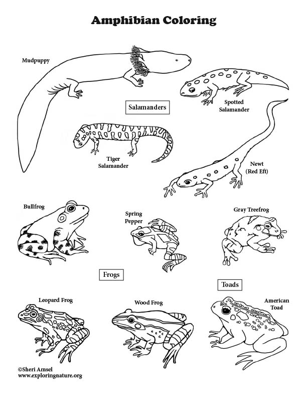 612x792 Amphibians Coloring Page