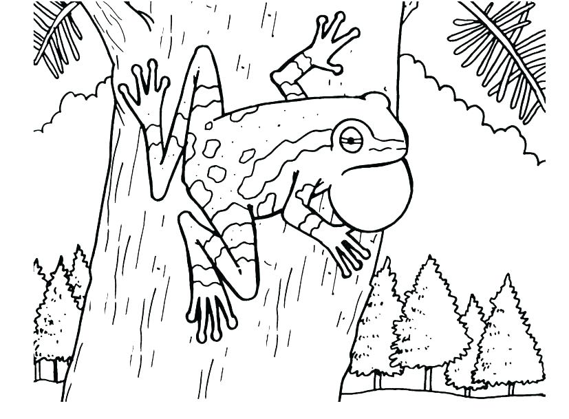 827x609 Amphibian Coloring Pages