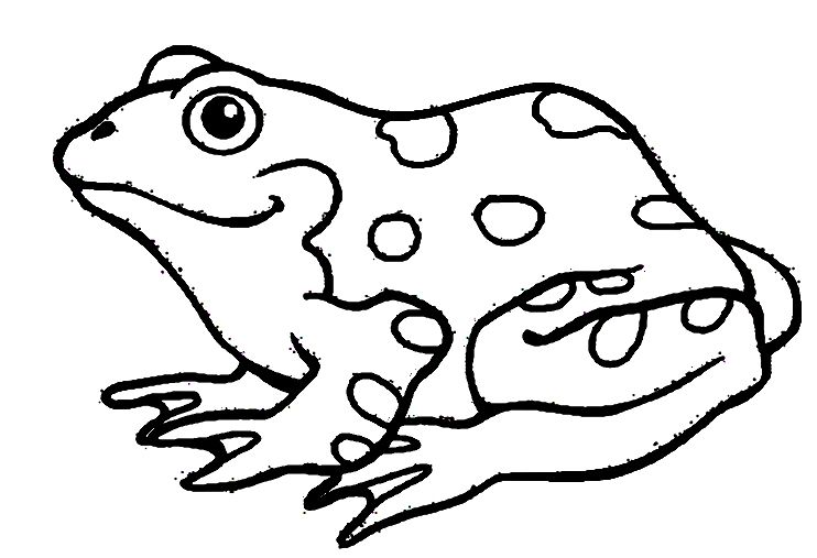 742x507 Nice Amphibian Coloring Pages Larakroemer Net Mcoloring