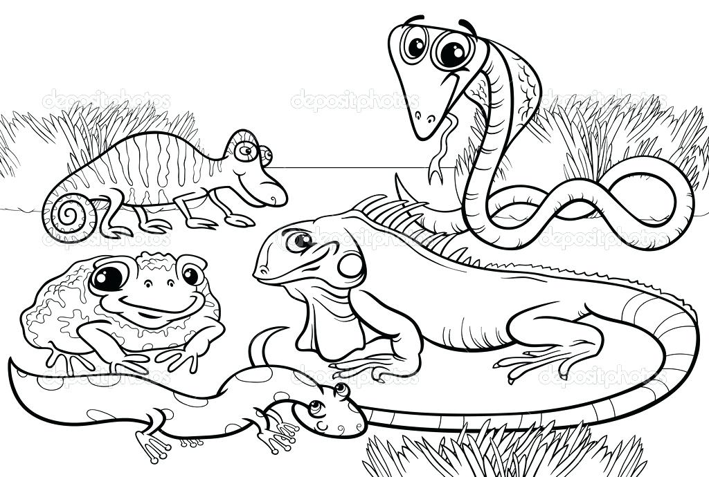 1024x690 Amphibian Coloring Pages Tadpole Amphibian Coloring Pages For Kids