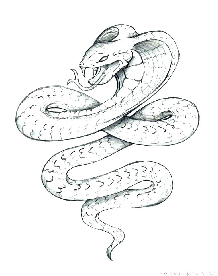 765x969 Boa Constrictor Coloring Page Anaconda Coloring Page Anaconda