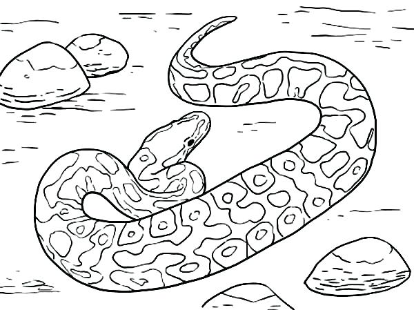 600x449 Anaconda Coloring Page Anaconda Coloring Page Great Predator