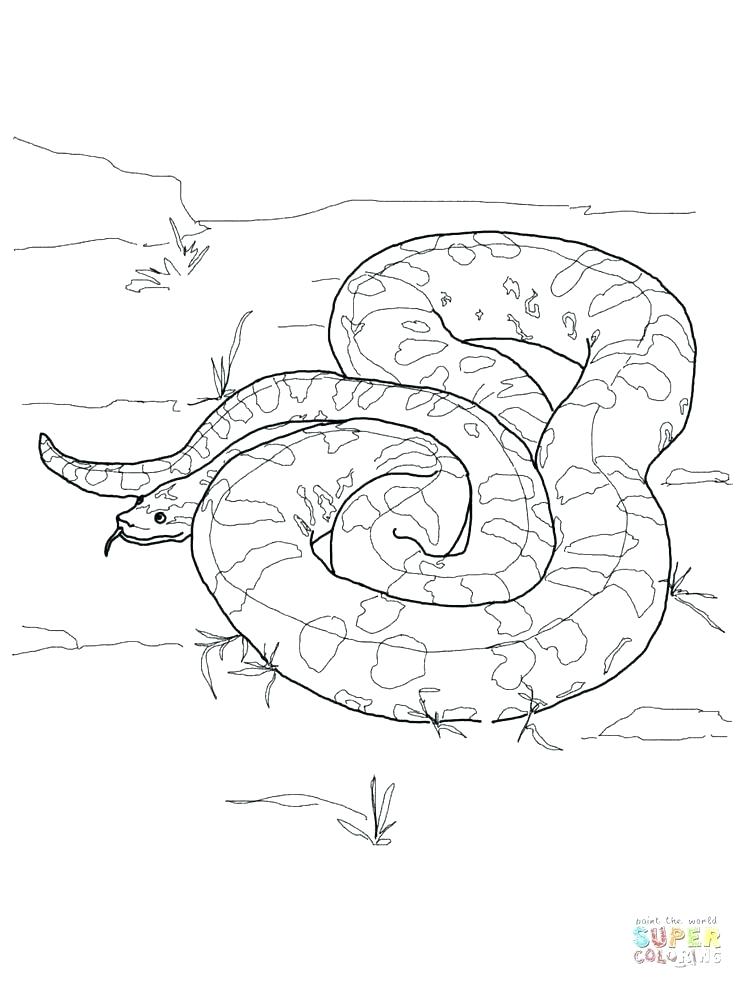 736x981 Boa Constrictor Coloring Page Anaconda Coloring Pages Super Y Boa