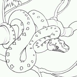300x300 Larget Amazon Snake Anaconda Coloring Page Coloring Sky Sewing