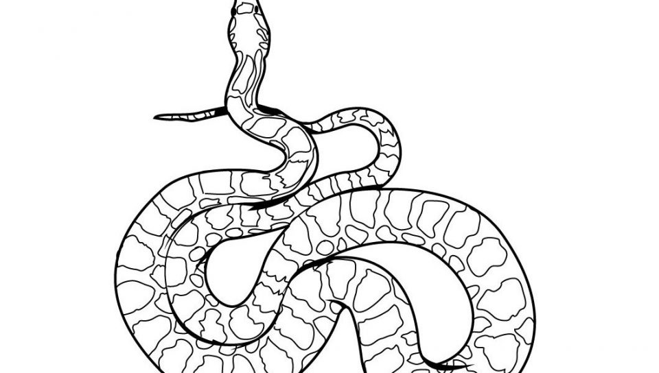 960x544 Striking Snakeloring Pages For Kids Realistic Snakes Reptiles Bull