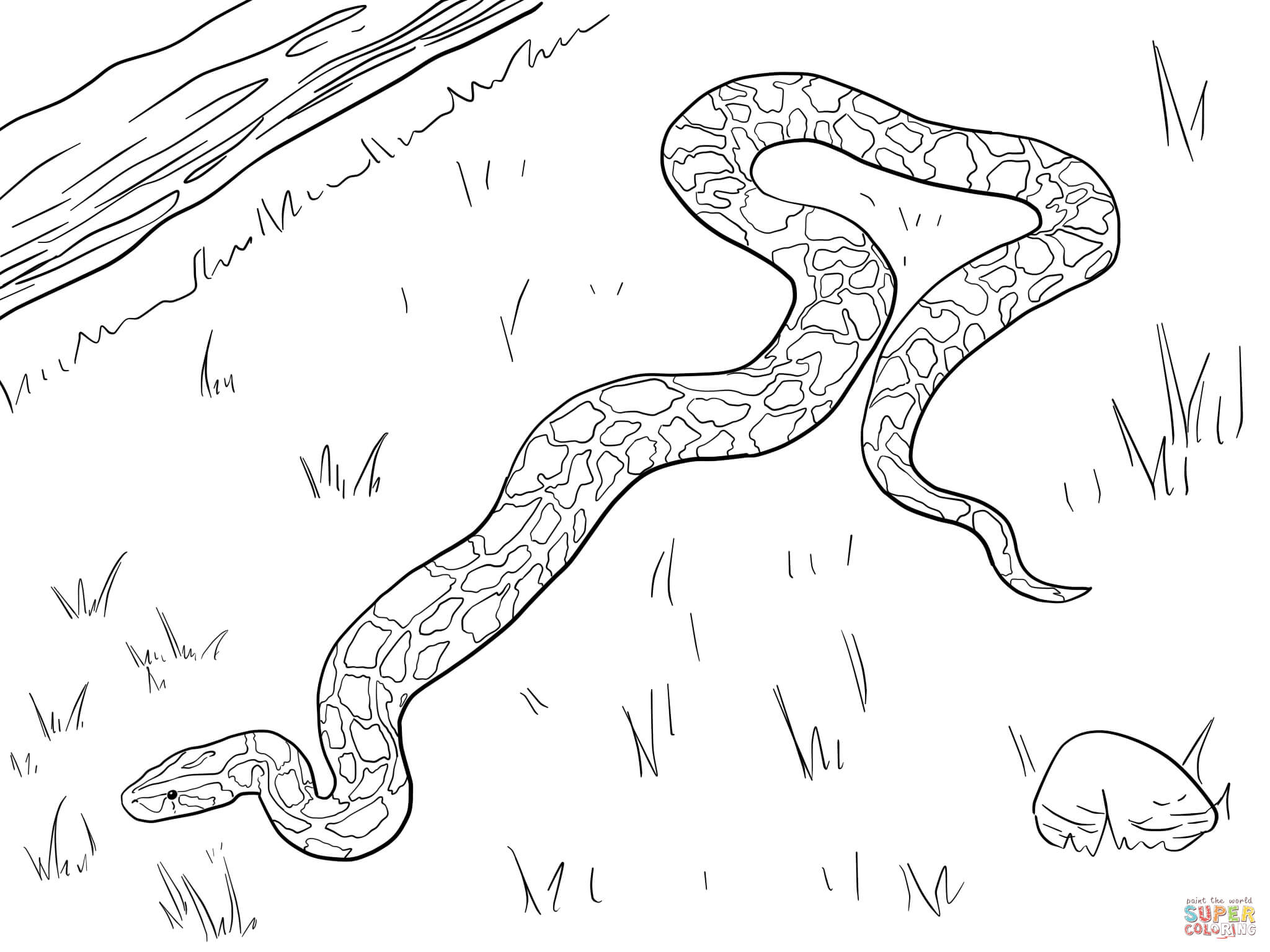 2048x1536 Wonderful Anaconda Coloring Page Free Printabl