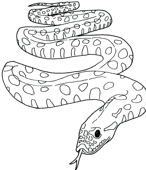 Coloring Page Snake Coloring Pages Snake Anaconda Coloring Pages 600x698 Coloring Page Snake Coloring Pages Snake Anaconda Coloring Pages