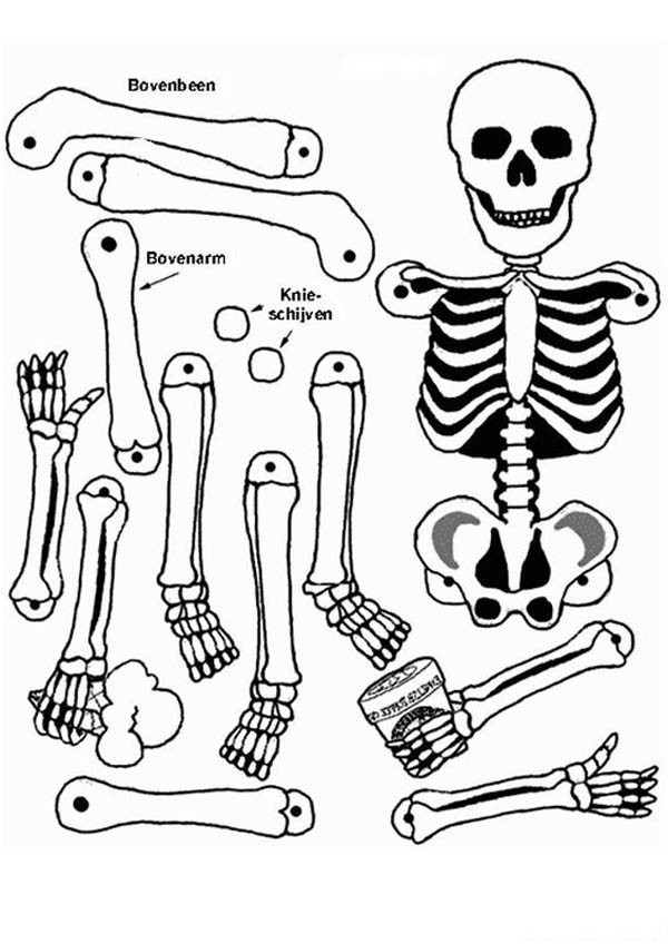 Anatomical Coloring Pages