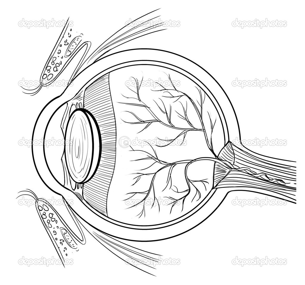Cell Anatomy Coloring Pages In Human Eye Page 1024x957 Cell Anatomy Coloring Pages In Human Eye Page