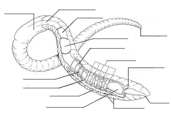 Earthworm Anatomy Coloring Pages Batch Coloring 600x415 Earthworm Anatomy Coloring Pages Batch Coloring