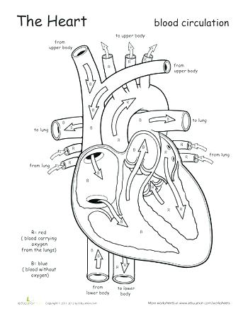 Heart Anatomy Coloring Pages 350x453 Heart Anatomy Coloring Pages