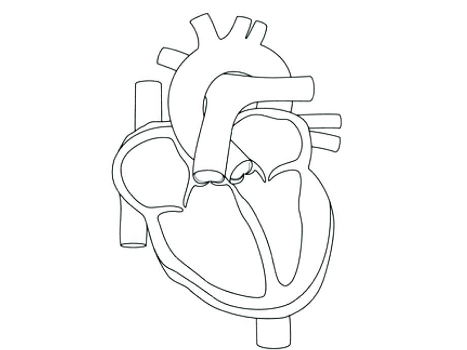 Human Heart Coloring Page Heart Anatomy Coloring Pages Human Heart 921x690 Human Heart Coloring Page Heart Anatomy Coloring Pages Human Heart
