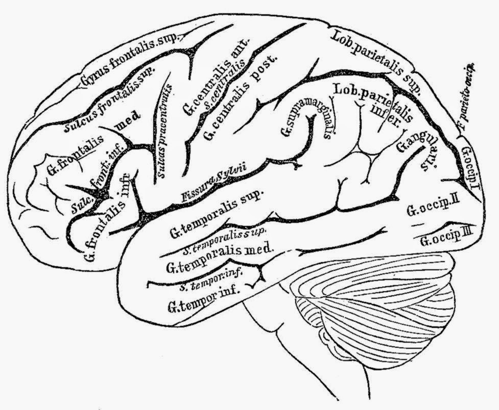 Adhd Brain Coloring Page Human Brain Essay Brain Anatomy Coloring 977x804 Adhd Brain Coloring Page Human Brain Essay Brain Anatomy Coloring