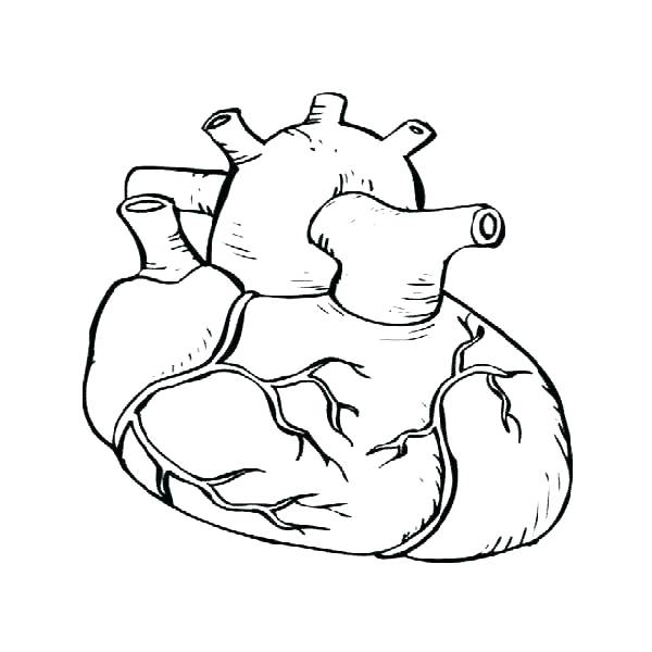 600x600 Heart Anatomy Coloring Pages Heart Anatomy Coloring Pages Heart