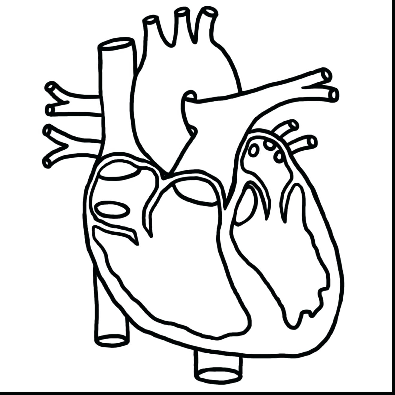 1320x1320 Human Heart Coloring Human Brain Coloring Page Pages Heart
