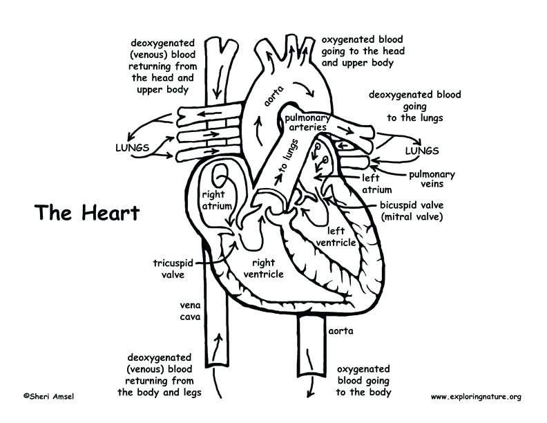 792x612 Human Heart Coloring Pages Brilliant Free Printable Human Anatomy