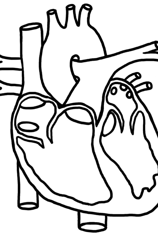 640x960 Human Heart Printable Seasonal Colouring Pages Human Heart