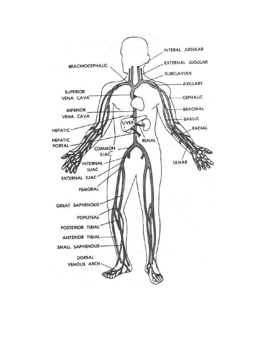918x1188 Human Body Systems Coloring Pages Many Interesting Cliparts