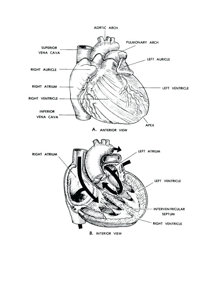 714x924 Anatomy And Physiology Coloring Pages Free Anatomy And Physiology