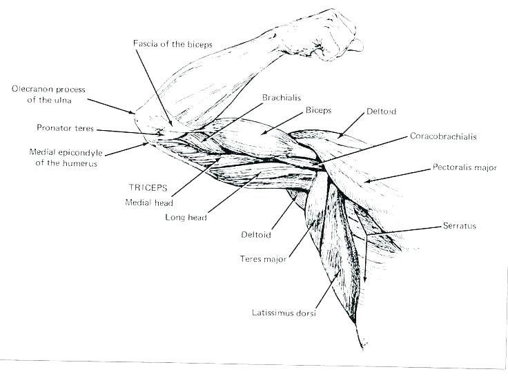 736x546 Anatomy And Physiology Coloring Pages Anatomy And Physiology