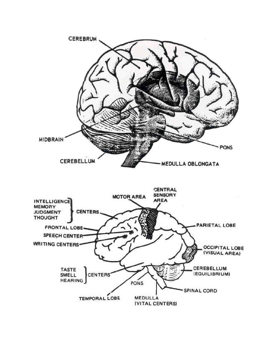 918x1188 Anatomy And Physiology Coloring Pages Free