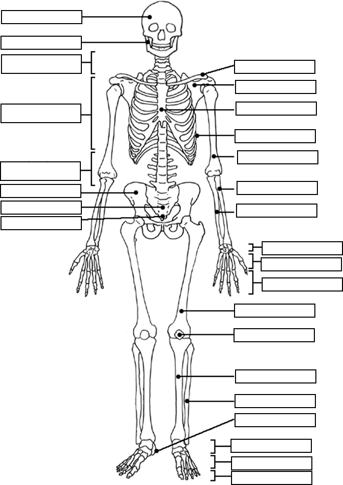 Free Printable Human Anatomy Coloring Pages 683x965 Free Printable Human Anatomy Coloring Pages
