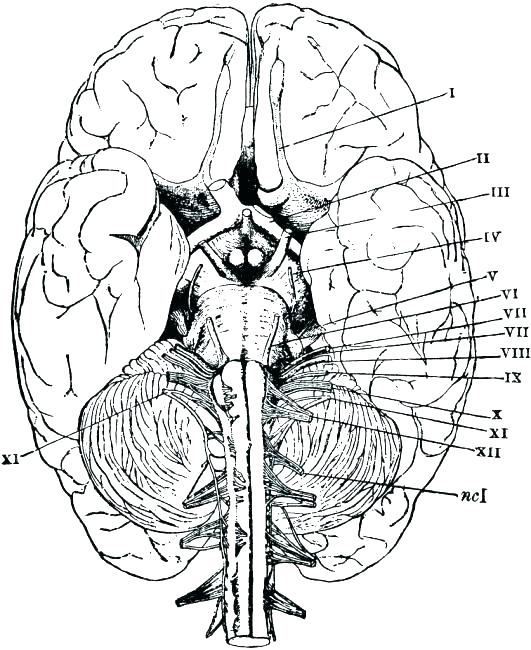 Human Anatomy Coloring Pages Human Anatomy Coloring Pages Anatomy 531x650 Human Anatomy Coloring Pages Human Anatomy Coloring Pages Anatomy