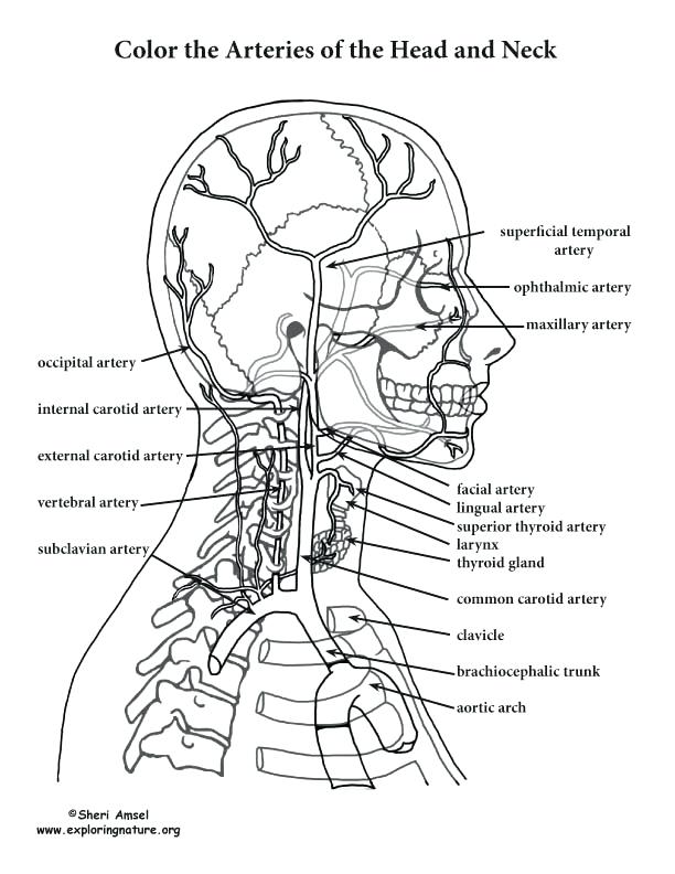 Free Printable Anatomy And Physiology Coloring Pages