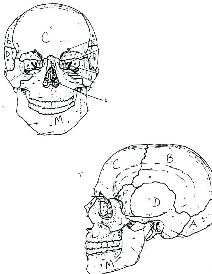 Human Anatomy Coloring Pages 728x942 Human Anatomy Coloring Pages