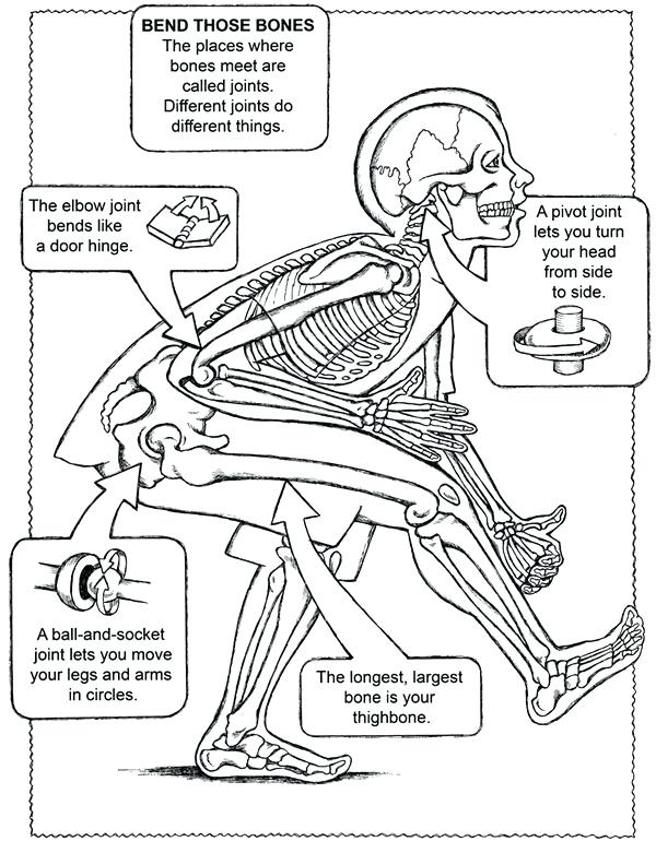 Anatomy And Physiology Coloring Pages Free Anatomy Physiology 600x770 Anatomy And Physiology Coloring Pages Free Anatomy Physiology