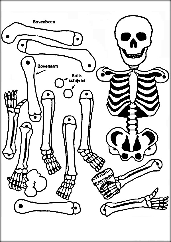 600x848 Coloring Pages And Coloring Books. Anatomy Coloring Book For Kids