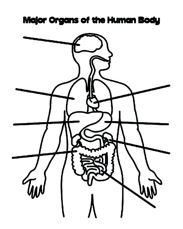 600x748 Human Body Coloring Pages Printable Human Body Parts S The Home