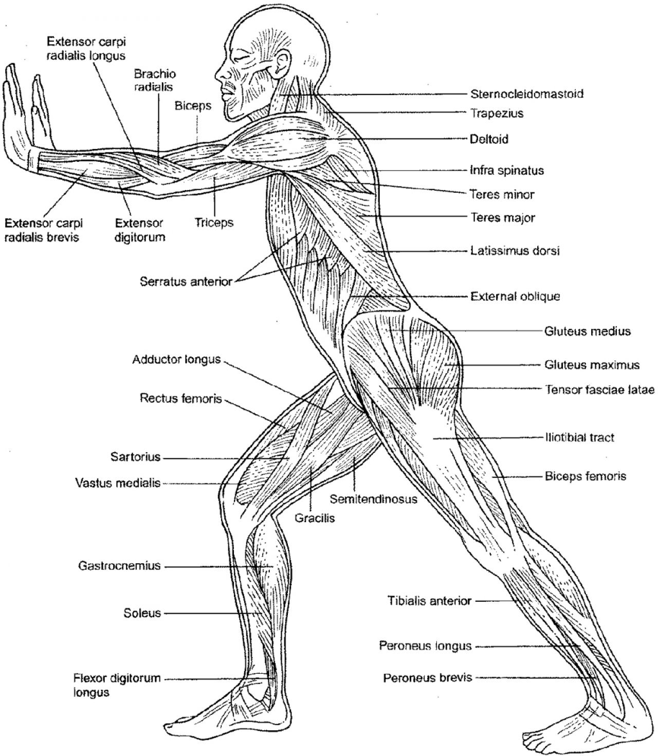 Anatomy Coloring Pages Muscles