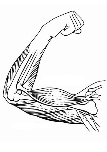 354x500 Coloring Page Arm Muscles Unit Study